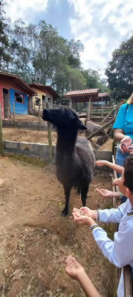 Bicho Mania 2022